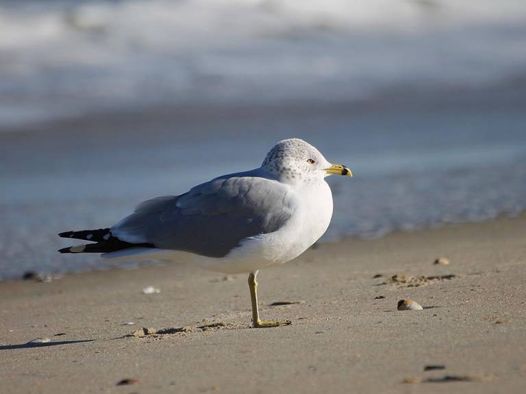 Beach Bird