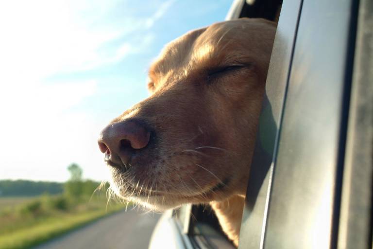 Road Trip Dog